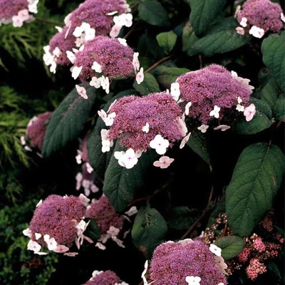 Hydrangea aspera 'Rosemary Foster' – Érdeslevelű hortenzia