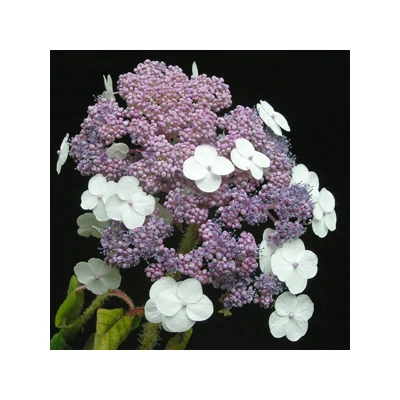 Hydrangea aspera 'Sargenteana' – Érdes levelű hortenzia