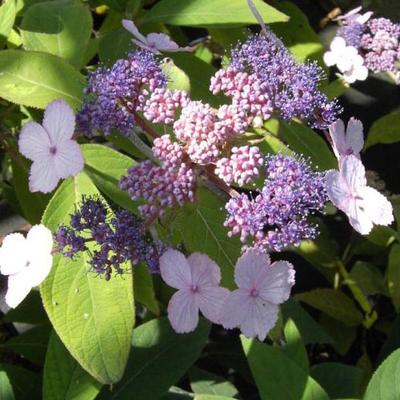 Hydrangea aspera 'Spinners' – Érdes levelű hortenzia