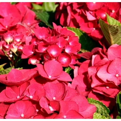 Hydrangea macrophylla 'Dark Red Power' – Kerti hortenzia