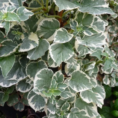 Hydrangea anomala subsp. petiolaris 'Silver Lining' – Kúszó hortenzia