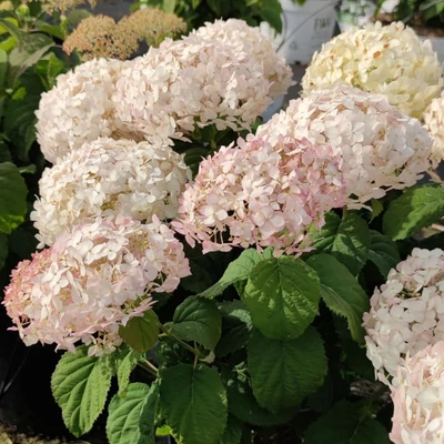 Hydrangea arborescens 'Bellaragazza Blanchetta'® – Cserjés hortenzia