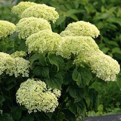 Hydrangea arborescens 'Bellaragazza Limetta'® – Cserjés hortenzia