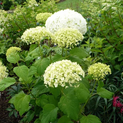 Hydrangea arborescens 'Bounty' – Cserjés hortenzia