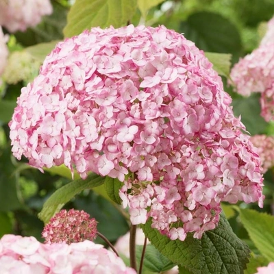 Hydrangea arborescens 'Candybelle Bubblegum' – Cserjés hortenzia