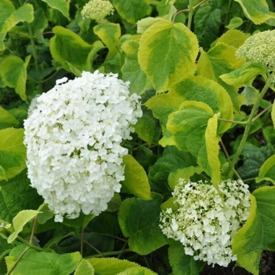 Hydrangea arborescens 'Golden Annabelle' – Cserjés hortenzia