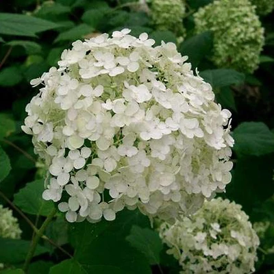 Hydrangea arborescens 'Hills of Snows' – Fehér gömb virágú cserjés hortenzia