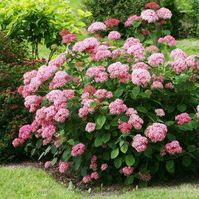 Hydrangea arborescens 'Pink Annabelle' – Cserjés hortenzia
