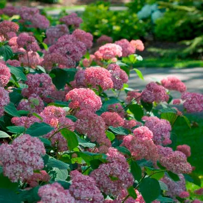 Hydrangea arborescens 'Pink Pin Cushion' – Cserjés hortenzia