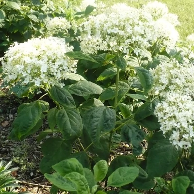 Hydrangea arborescens 'Puffed Green' – Cserjés hortenzia