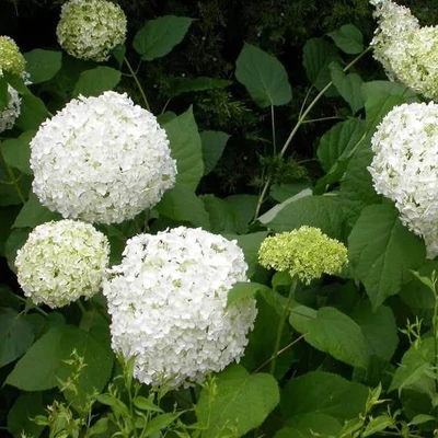 Hydrangea arborescens 'Sheep Cloud' – Cserjés hortenzia