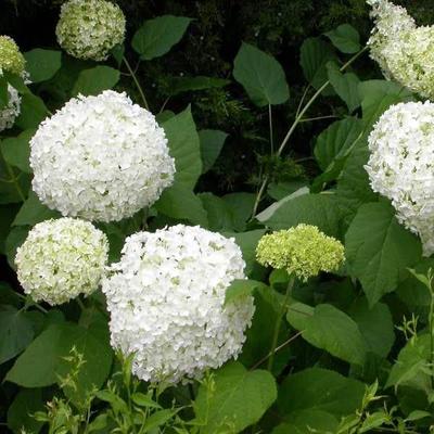 Hydrangea arborescens 'Sheep Cloud' – Cserjés hortenzia