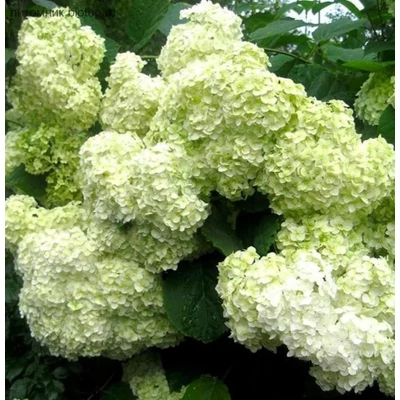 Hydrangea arborescens 'Sterilis' – Cserjés hortenzia