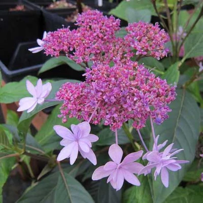 Hydrangea 'Izu-No-Hana' – Hortenzia