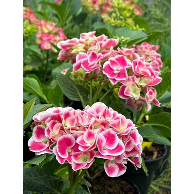 Hydrangea macrophylla 'Candy Pink' – Kerti hortenzia