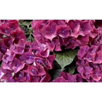 Hydrangea macrophylla 'Dark Red Power Blue' – Kerti hortenzia  