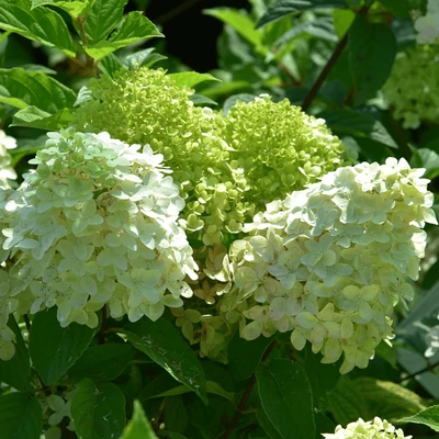 Hydrangea paniculata 'Candlelight' - Bugás hortenziaHydrangea paniculata 'Candlelight' - Fehér, bugás hortenzia