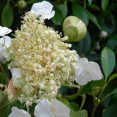 Hydrangea seemanii x 'Semiola'® – Hortenzia