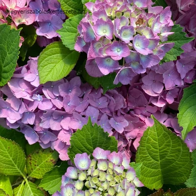 Hydrangea macrophylla 'Silky Pink Blue' – Kerti hortenzia