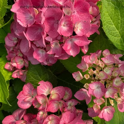 Hydrangea macrophylla 'Silky Pink' – Kerti hortenzia