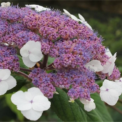 Hydrangea villosa 'Velvet and Lace' – Érdeslevelű hortenzia