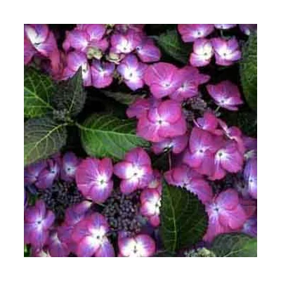 Hydrangea macrophylla 'Dark Purple Angel' – Kerti hortenzia