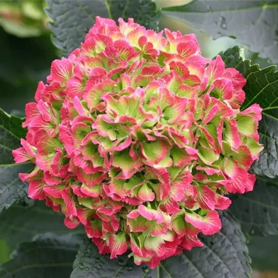 Hydrangea macrophylla 'Magical Anouk' (syn.: 'Kolmagicono') – Kerti hortenzia