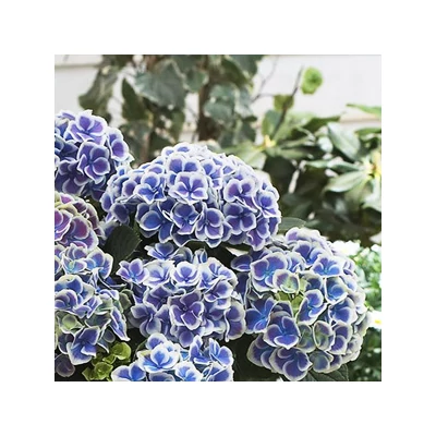 Hydrangea macrophylla 'Bavaria' – Kerti hortenzia