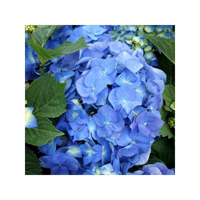 Hydrangea macrophylla 'Bela Blau' – Kerti hortenzia