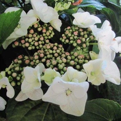 Hydrangea macrophylla 'Benxi' – Kerti hortenzia