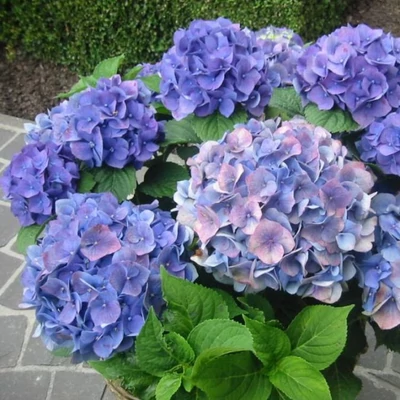 Hydrangea macrophylla 'Blauer Zwerg' – Kerti hortenzia