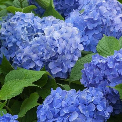 Hydrangea macrophylla 'Blue Power' – Kerti hortenzia