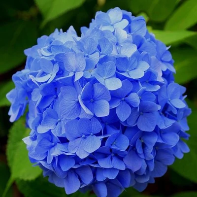 Hydrangea macrophylla 'Bodensee' – Kerti hortenzia