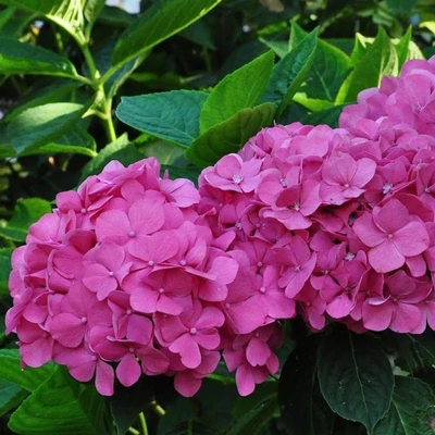 Hydrangea macrophylla 'Bouquet Rose' – Kerti hortenzia