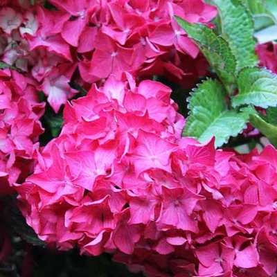 Hydrangea macrophylla 'Bright Pink Power' – Kerti hortenzia