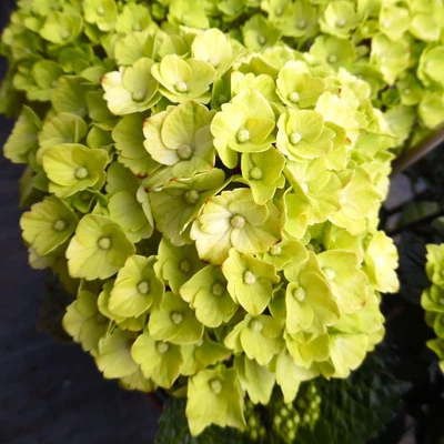 Hydrangea macrophylla 'Caipirinha' – Kerti hortenzia