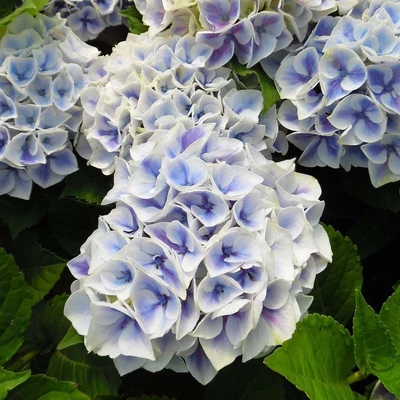 Hydrangea macrophylla 'Candy Blue' – Kerti hortenzia
