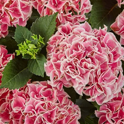 Hydrangea macrophylla 'Candy Heart Pink' – Kerti hortenzia