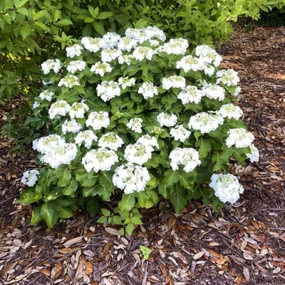 Hydrangea macrophylla 'Dancing Snow'® – Kerti hortenzia