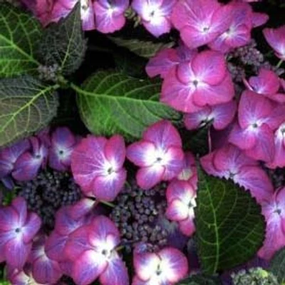 Hydrangea macrophylla 'Dark Angel Blue' – Kerti hortenzia