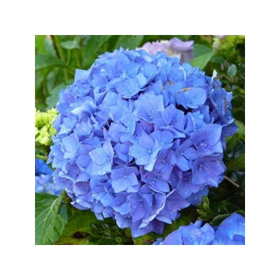 Hydrangea macrophylla 'Early Blue' – Kerti hortenzia