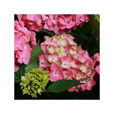 Hydrangea macrophylla 'Early Pink' – Kerti hortenzia