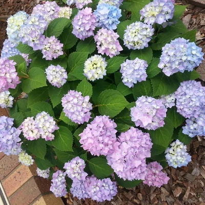 Hydrangea macrophylla 'Endless Summer'® – Kerti hortenzia