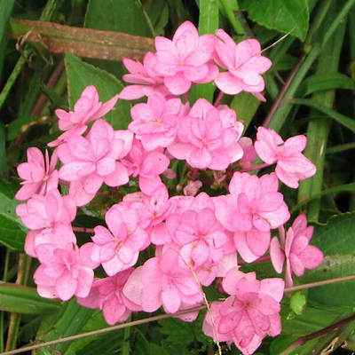 Hydrangea macrophylla 'Forever'® – Rózsaszín hortenzia