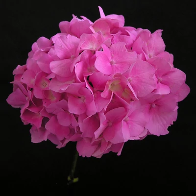 Hydrangea macrophylla 'Gertrud Glahn' – Kerti hortenzia
