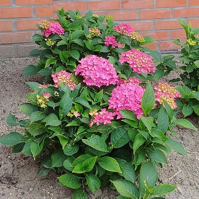 Hydrangea macrophylla 'Hornli' – Kerti hortenzia