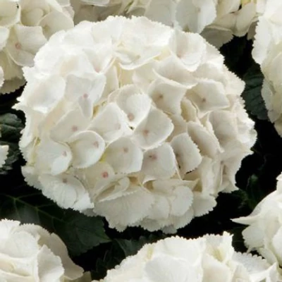 Hydrangea macrophylla 'Kleiner Winterberg' – Kerti hortenzia