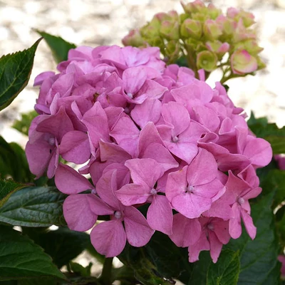Hydrangea macrophylla 'Lavblaa' – Rózsaszín-kék virágú hoirtenzia
