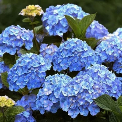 Hydrangea macrophylla 'Little Blue' – Kerti hortenzia