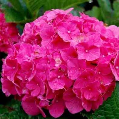 Hydrangea macrophylla 'Magenta Power' – Kerti hortenzia